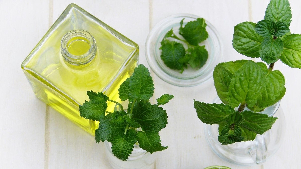 Estos Son Los Beneficios Y Propiedades Del Aceite De Menta Estilo