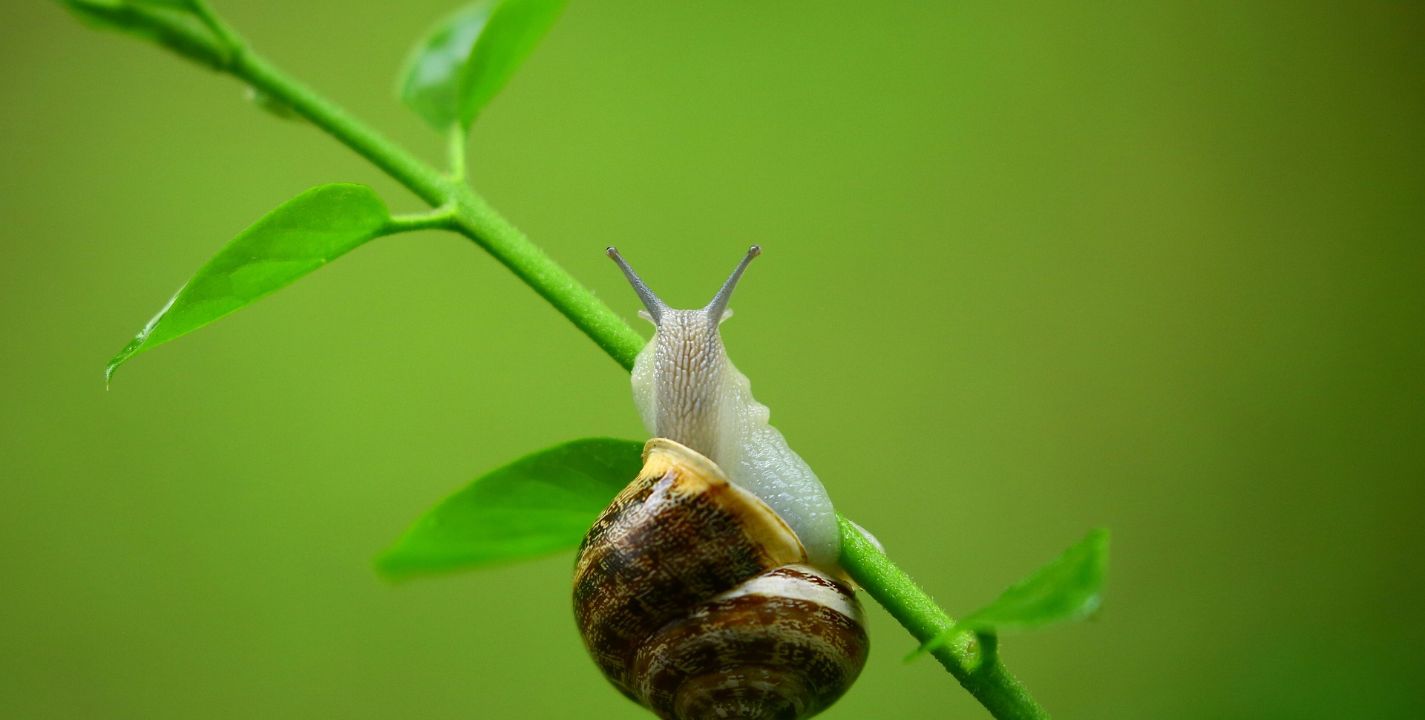 ¿por Qué Se Recomienda Usar Baba De Caracol En La Piel Estilo Musa Bellezaemk 0553