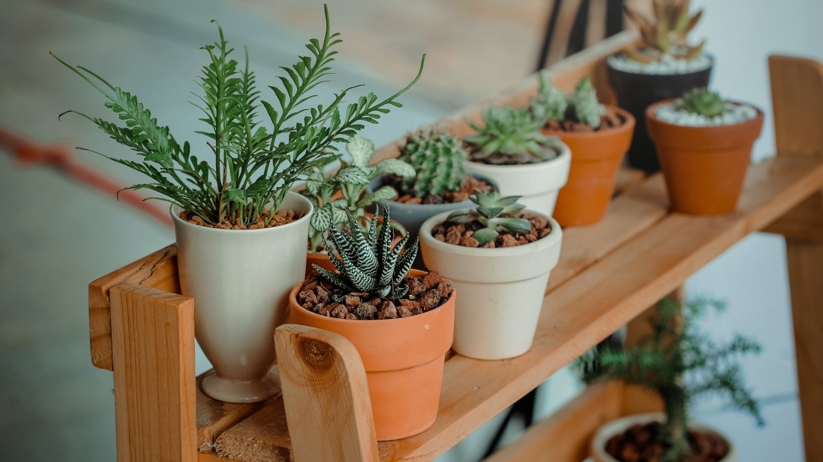 Las Mejores 8 Plantas De Feng Shui Para El Hogar | Estilo Musa Estilo ...